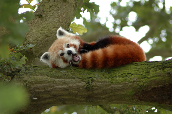 red-pandas-exploring-the-tropical-rainforest